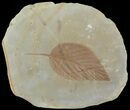 Paleocene Fossil Leaves (Davidia & Viburnum) - Montana #68278-1
